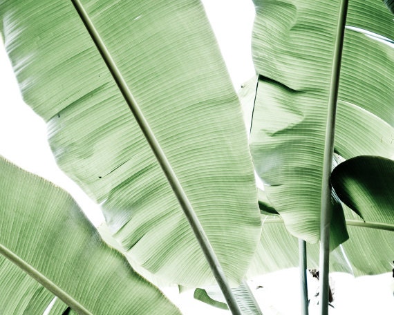 Botanical photography  - Pale green photograph simple green leaves minimal white modern art photography  8x10 - Musa leaves