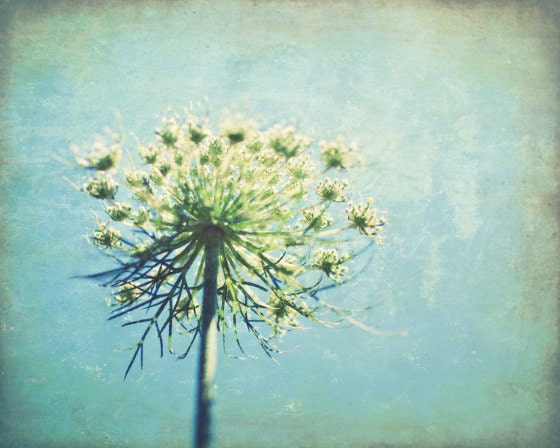 Summer photography - Queen Anne's Lace - botanical art print pastel blue wildflower photograph print minimal wall art 8x10 - True Blue