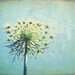 Summer photography - Queen Anne's Lace - botanical art print pastel blue wildflower photograph print minimal wall art 8x10 - True Blue