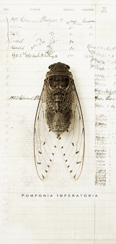 5x10 Cicada