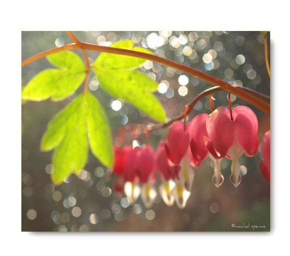 Valentine Heart Print Bleeding Hearts in the Woods 8X10 Photograph...Nature Photography  Woodland Scene Flower Botany Print