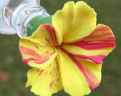 HUMMINGBIRD FEEDER--Yellow Four O'Clock Streaked and Swirled with Magenta