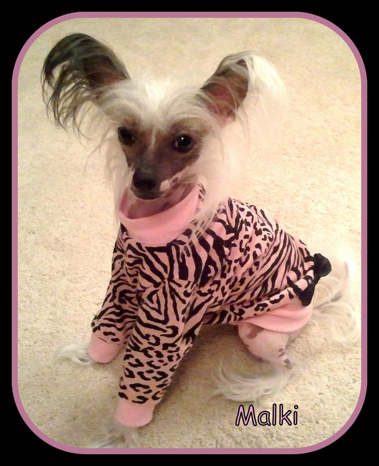 Pet Clothing Shirt Dress Chinese Crested To Order