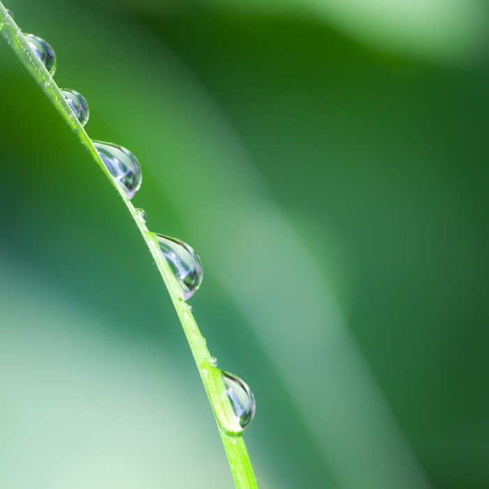 Nature photography, water drops, green grass, glass, spring rain, droplets, hunter green, geometric, curves, lines, arc, zen, fresh