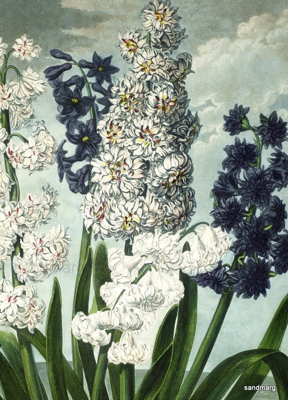 Dr. Robert John Thornton The Temple of Flora  Hyacinths and The Oblique Leaved Begonia Double Sided Print