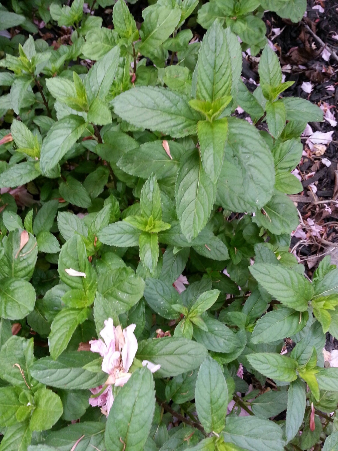 Fresh Peppermint Hydrosol Flower Water Four Ounces SALE