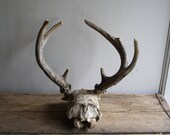 vintage skull and antlers