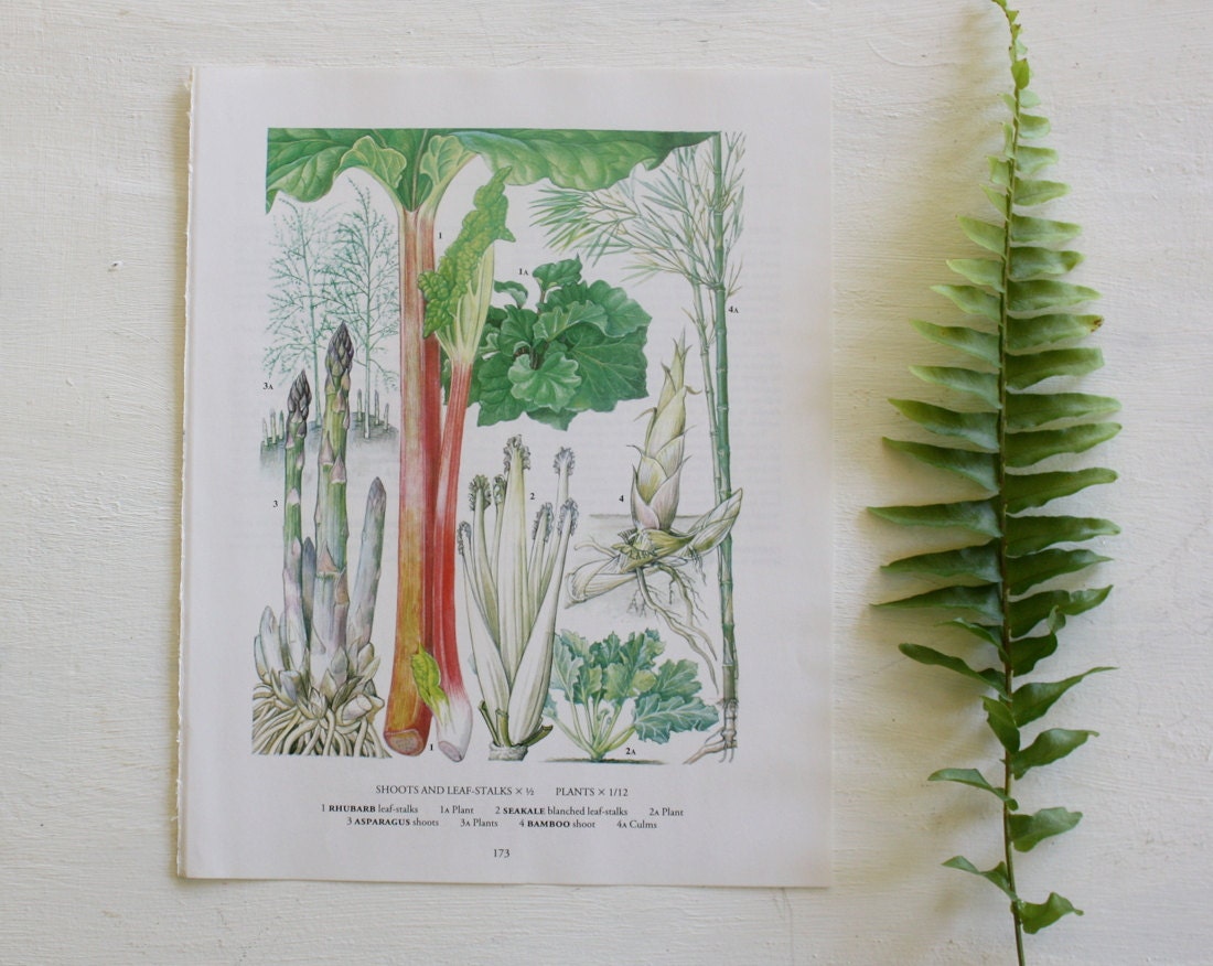 Vintage Botanical Print  - Rhubarb Asparagus Bamboo - 1973