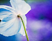 Blue Poppy flower print - Nature flower imagery, Cottage style photography print -  spring poppy botanical