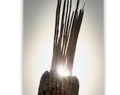 Abstract Nature, Organic Art, Botanical Art, Fine Art Photo, Desert Abstract, Cactus Sunset, 8x12