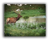 Note Card Set of 6 -Elk Card -Wildlife Photography -Blank Note Cards -Greeting Cards -Birthday -Cards for Men