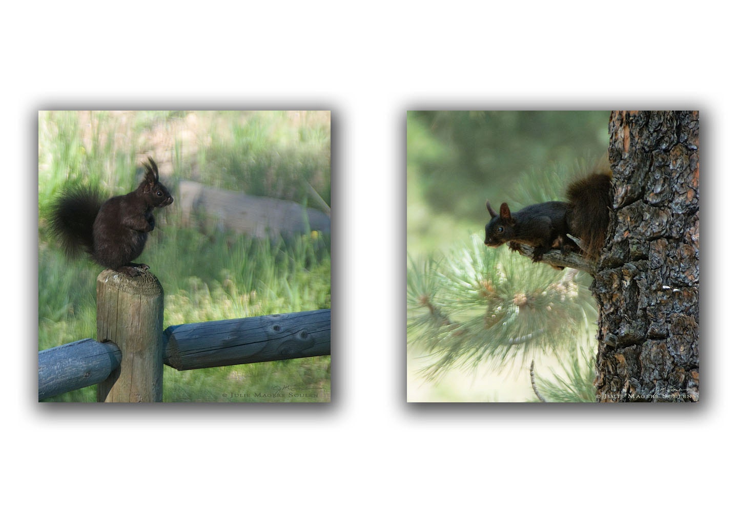 Animal Photography -Black Squirrel -Photo Set of 2 -5x5 Prints -Wildlife Photography -Childrens Art -Colorado Fine Art Photography