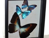 Blue Morpho Butterfly Display Real Framed Blue Morpho Butterflies in shadow box display morpho hecuba