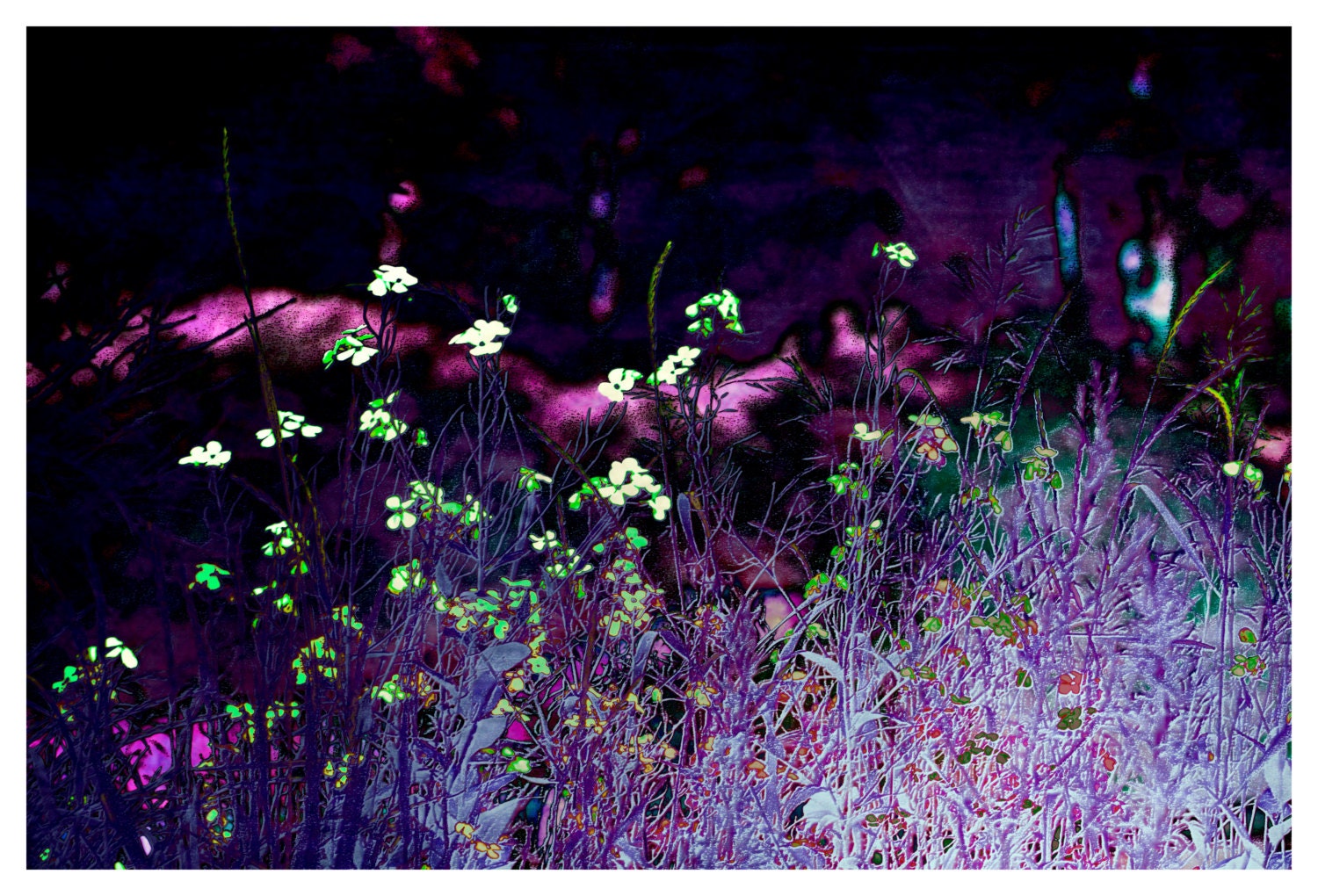 Abstract Photography, purple, wild flowers, green, Abstract in Purple, nature fine art print 8x12