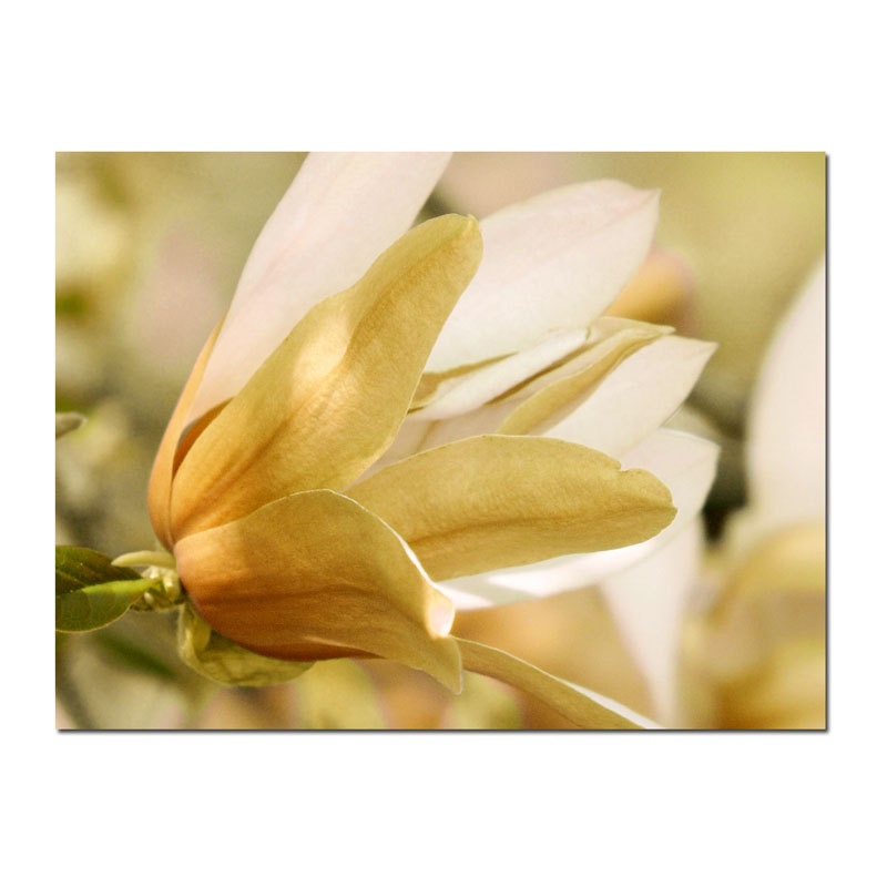 Spring Flower Photography Magnolia Golden -Pastel Peach Botanical Print