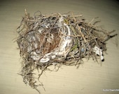 TINY Bird / Chic-a-dee / Wren / Nest /  weave study