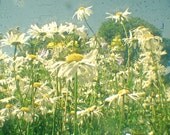 Field of Daisies - Nature photography, flower art, spring decor, daisy photo, green, white, yellow 8x8 Print