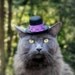 Jimi Hendrix Cat Hat - Halloween Cat Costume - Cat Apparel