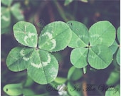 Four Leaf Clover Photograph, Lucky Photo, St. Patrick's Day, Green, Nature Photography, Fine Art Print, Wall Decor, Dreamy, Summer - LostInTheValleyPhoto