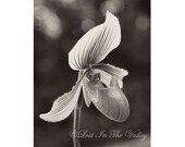 Orchid Flower Photo, Nature Photography, Black and White, Sepia Toned, Floral Decor, 11x14 Fine Art Photograph, Paphiopedilum, Lady Slipper