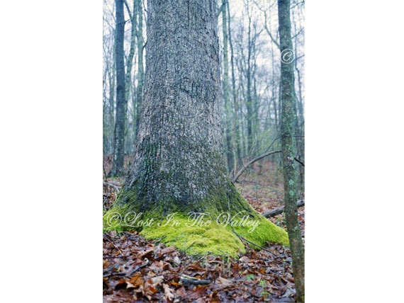 Nature Photo, Tree Photograph, Wall Art, Green Moss, Grey Forest, Woodland Home Decor, Connecticut, Early Spring, 8x12 Fine Art Photography