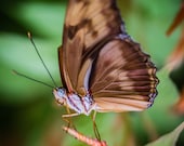 Butterfly photo - Strike A Pose - 8 x 10 fine art color photograph - vibrant green and coral