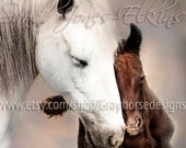 Tenderness 11x14 inch Equine Photography