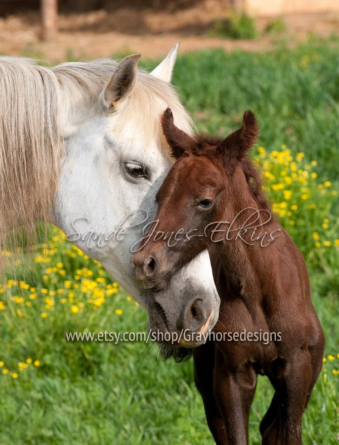 Devotion, photographic print of mother horse and new born foal
