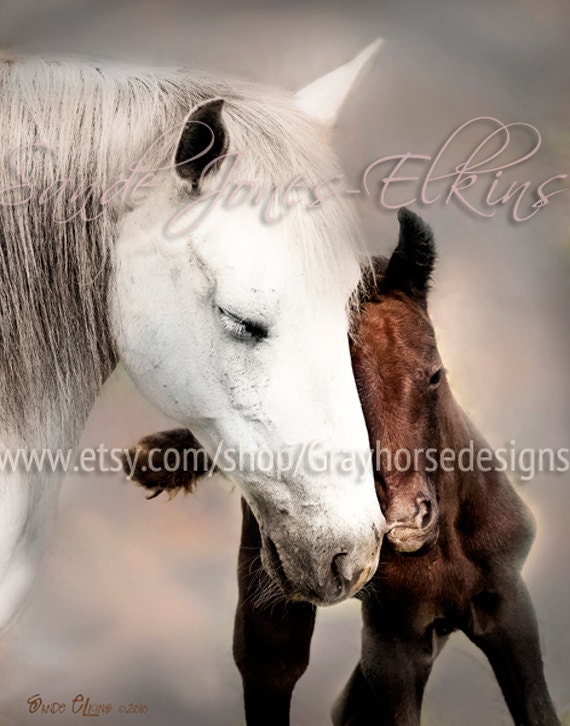 Tenderness 11x14 inch Equine Photography