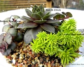 Sedum Hanging Glass Globe DIY Terrarium Kit-5 Assorted Live sedums & Glass ball included-Wedding Decor