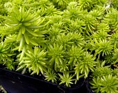 SEDUM Stonecrop-Lemon Ball-10 cuttings 2" or longer-Yellow Flower-Ground cover