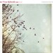 40% OFF SUMMER SALE Winter Bird Photography, Flying, Soft, Trees - losing interest- 8x8 - Signed Print by Tina Crespo Philadelphia Photogra