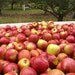 Apple Orchard Fragrance Oil 1 oz.