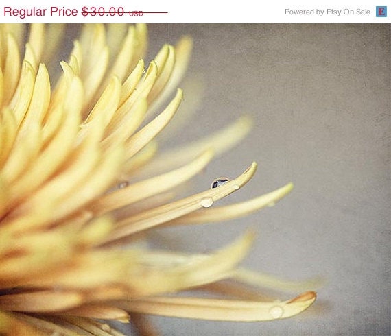 SALE Mustard Yellow Flower Photograph - fall autumn water drop nature macro floral nature home decor simple 8x10