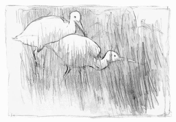 Egret Birds Pencil drawing, Marsh Grass, Pencil Sketch, Fine Art Print reproduction, 4.5 x 6.5  with 8 x 10 mat