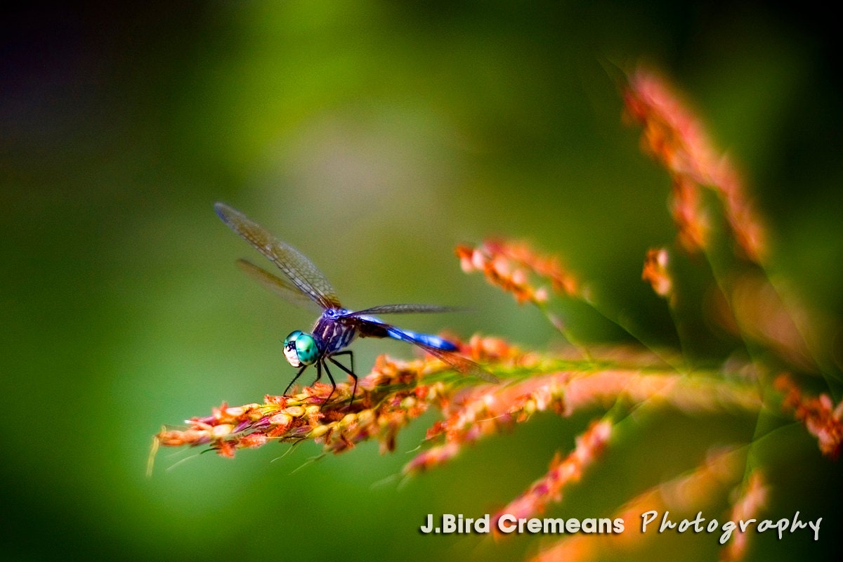 Delicately 12x18 photograph