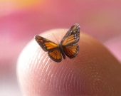 Still-Life Monarch Butterfly in Dollhouse Miniature Scale - 1/4" Wingspan