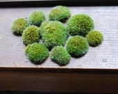 moss for terrariums