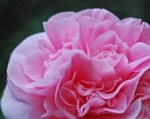 Macro Pink Camellia-Fine Art Photography- 8X10 Photo Print