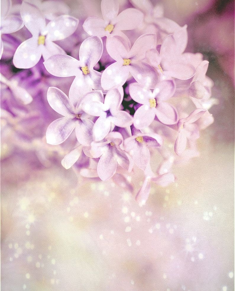 Shabby chic pastel purple flowers dreamy lavender nature macro spring floral romantic - Lilac 8 x 10