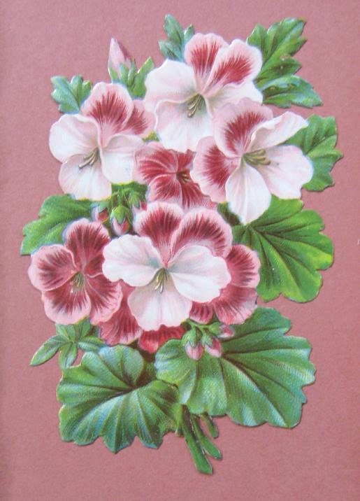 Pink Ivy Geranium Art Nouveau Frame Victorian Scrap Framed