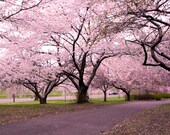 50% OFF Photograph Beautiful Pink Cherry Blossom Trees - 8x10