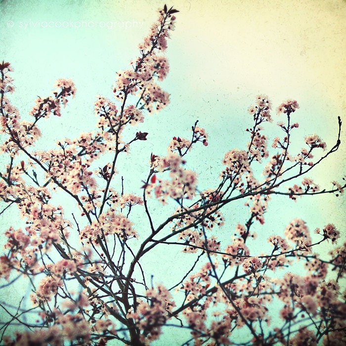 Shabby chic home decor, "one fine spring day" flowering tree blossoms, aqua, pink, nature