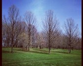 Four Trees in Illinois 10 x 10 Square Limited Edition