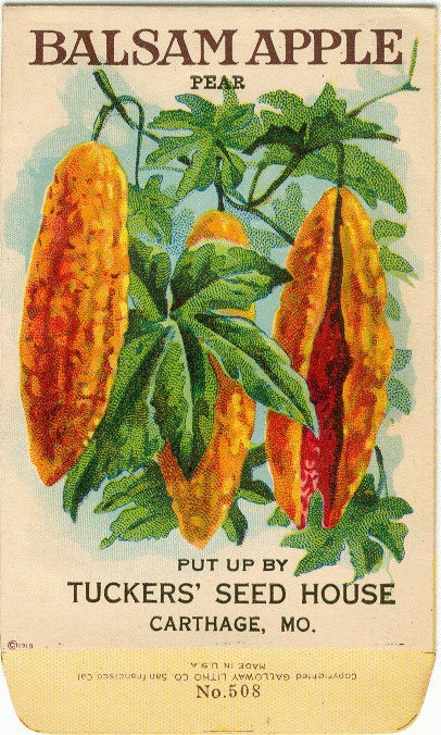 Vintage Flower Seed Packet Tuckers Seed House Lithograph BALSAM APPLE (Carthage, Missouri)