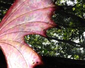 Made To Order..OOAK Iridescent Fae Fairy Wings Cosplay Renaissance Custom Xylia