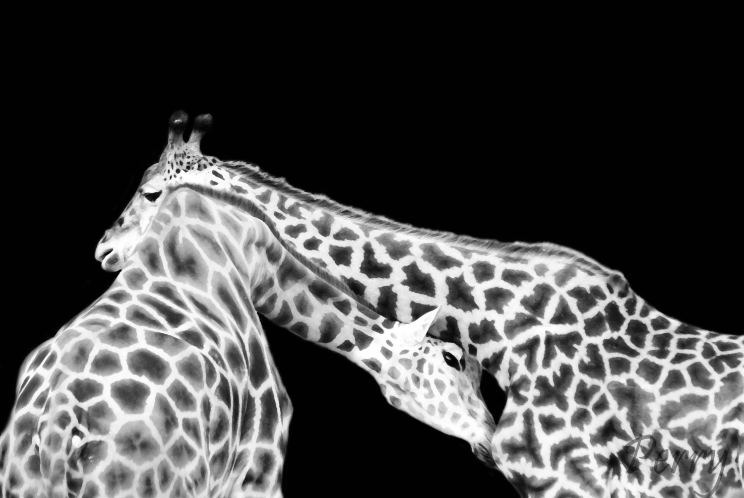 Lowry Park Zoo Photograph 8x10 - Giraffes - NaturalDesignsPhoto