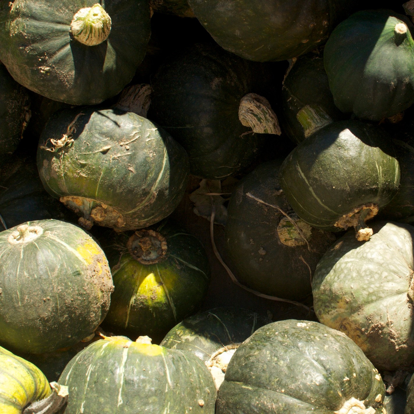 Organic Burgess Buttercup Squash Seeds