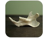 Specimen - Rat Jaw Bone - Qty. 1 - Lot  1402