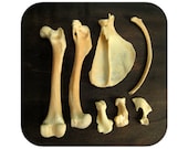 Specimens - Animal Bones - Qty. 7 - Lot 1407